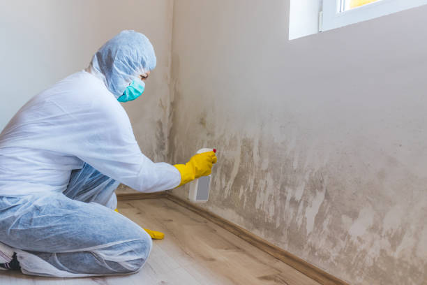 Licensed Mold Remediation service in Florence, CO - WQB Mold Removal